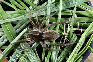 Pardosa palustris